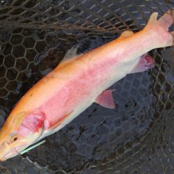 アルビノ祭り ～平谷湖フィッシングスポット～